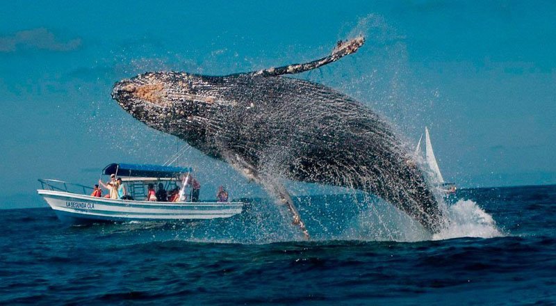 Temporada de avistamiento. ¡Maravíllate con la llegada de las ballenas a la  costa colombiana! - Technocio